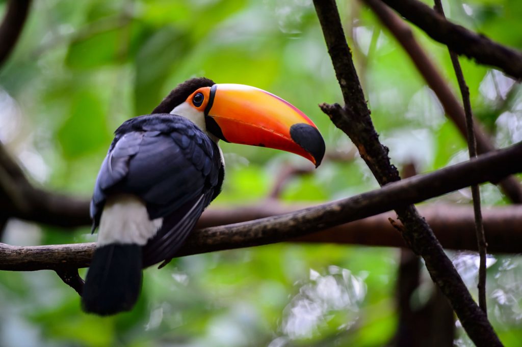 toucan